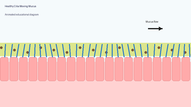 Animated medical diagram showing healthy airway cilia moving mucus and trapped particles out of the lungs using coordinated sweeping motion
